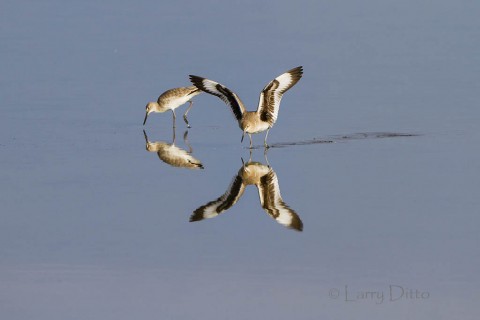 Willet landing in the Laguna Madre