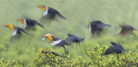 Flushing Yellow-headed Blackbird photographed at 1/30 second during an afternoon rain.