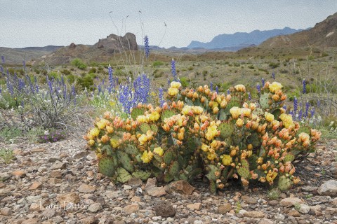 Big Bend National Park in bloom; bluebonnets and prickly pear cactus