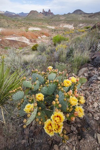 Prickly pear cactus in bloom with "mule ears" formation in the background at Big Bend National Park, Texas