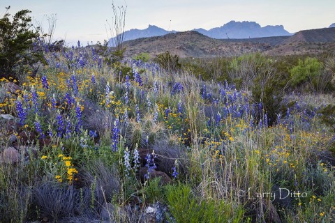 Wildflowers and Chisos Mountains at Big Bend National Park.