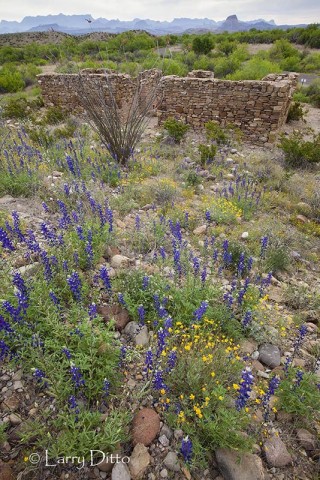 Big Bend Wildflowers_MG_6940