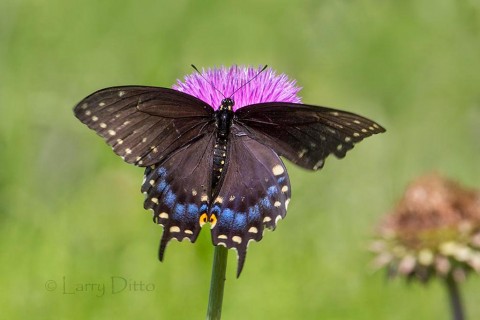 Black Swallowtai femalel on thistle bloom.