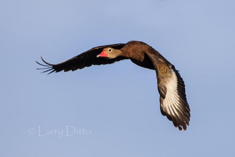 Black-bellied Whistling Duck in flight