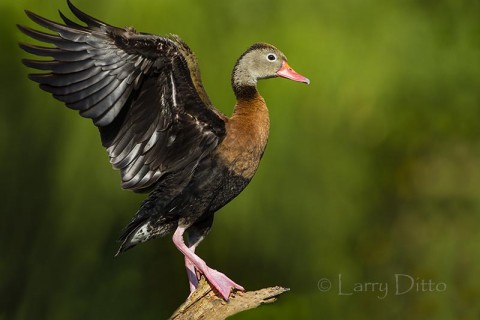 Black-bellied Whistling Duck perched in tree