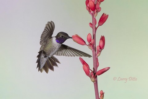 male black-chinned hummingbird feeding at yucca flowers.