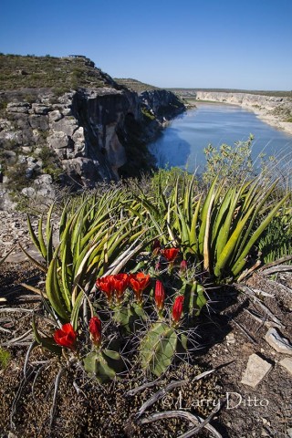 Claret Cup Cactus above the Pecos River, Texas