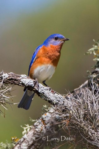 male Eastern Bluebird perched on lichen-covered branch.