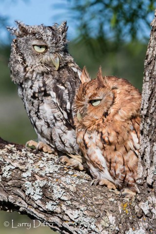 Eastern Screech Owl; both color morphs.