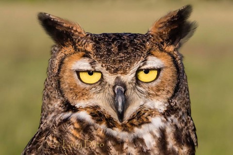 Great Horned Owl eyes
