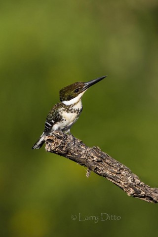 Green Kingfisher watching for avian predators.