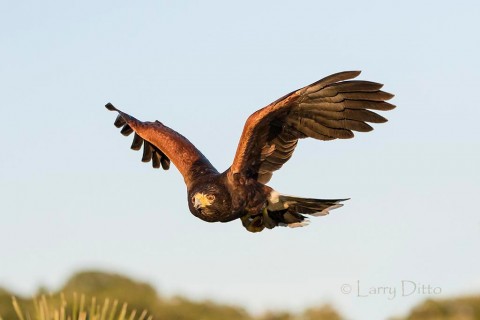 Harris's Hawk in flight