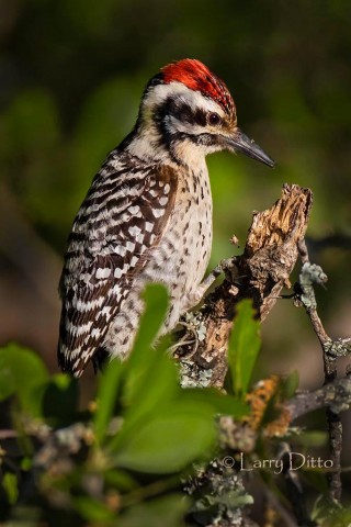 Ladder-backed Woodpecker hammering on oak limb