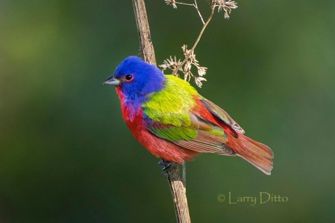 male Painted Bunting on weed