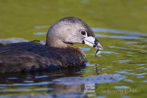 Pied-billed Grebe with minnow