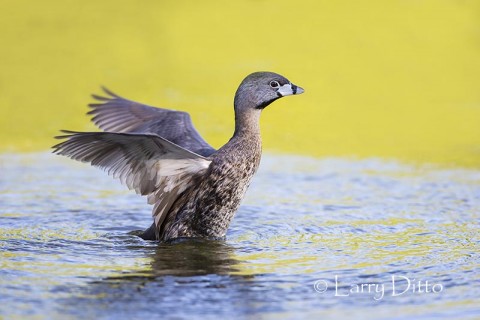 Pied-billed Grebe stretching