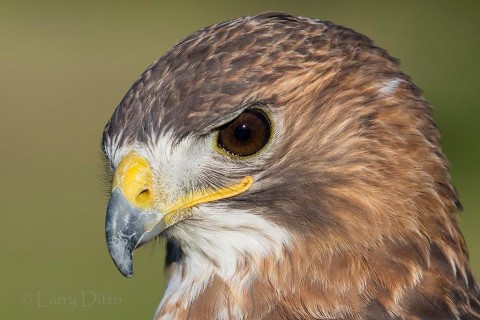 serious face of the red-tailed hawk