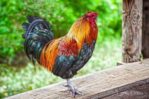 Rooster on stage at Luckenbach, Texas post office and store