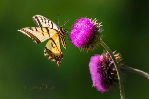 Tiger Swallowtail on thistle bloom