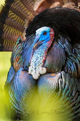 Wild turkey gobbler strutting in front of our small bird photography blind.