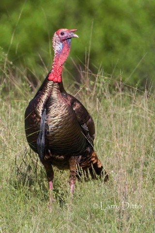 wild turkey gobbler enjoying the seeds and insects available in a Block Creek Natural Area meadow.