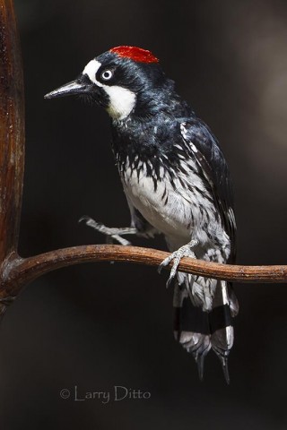 Acorn Woodpecker on agave.