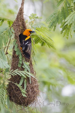 Altamira Oriole leaving nest, s. Texas; tepeguaje tree.