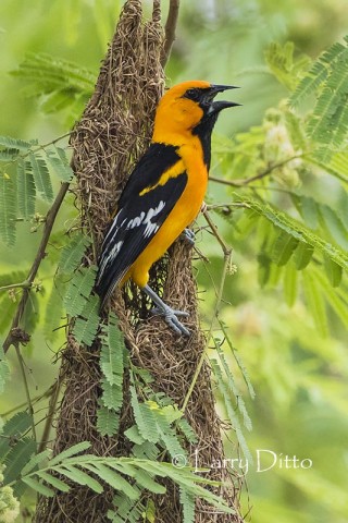 Altamira Oriole singing from the nest entrance; tepeguaje tree.