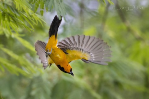 Altamira Oriole adult in flight, s. Texas