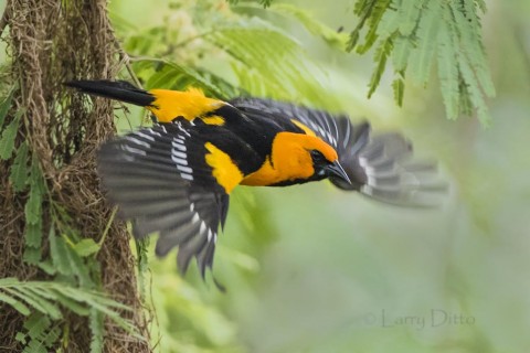 Altamira Oriole leaving nest, s. Texas; tepeguaje tree.