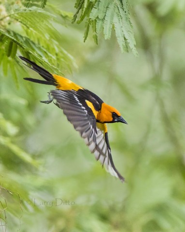 Altamira Oriole adult in flight, s. Texas