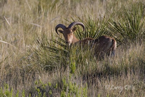 Aoudad Sheep, ewe on Davis Mountain hillside near Fort Davis, Texas