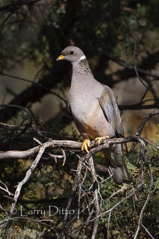 Band-tailed Pigeon in juniper