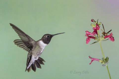 Black-chinned Hummingbird, male feeding at salvia flowers, Davis Mountains, Texas