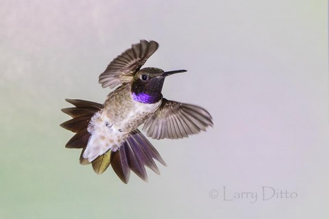 Black-chinned Hummingbird