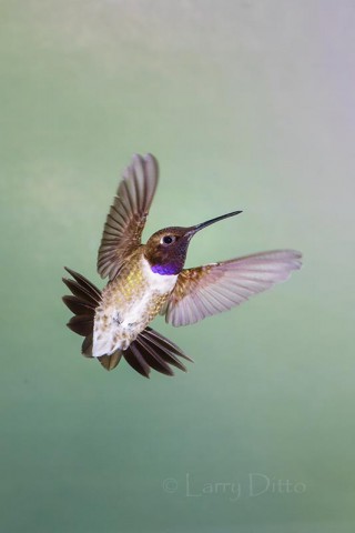 Black-chinned Hummingbird