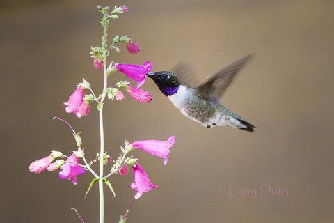 Black-chinned Hummingbird male feeding.