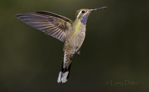 Blue-throated Hummingbird in flight, Az.