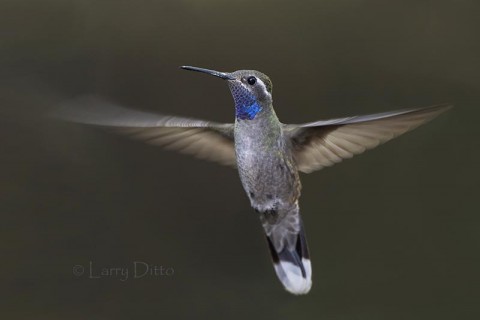 Blue-throated Hummingbird in flight