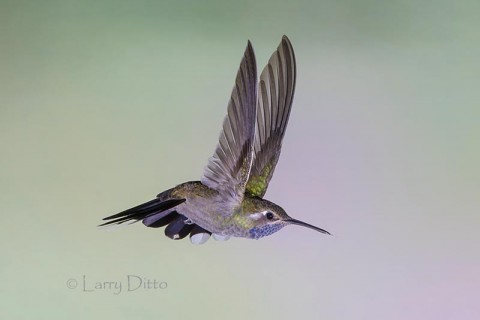 Blue-throated Hummingbird in Arizona