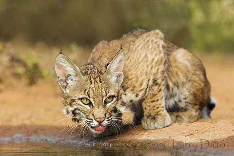 Bobcat drinking at pond in summer