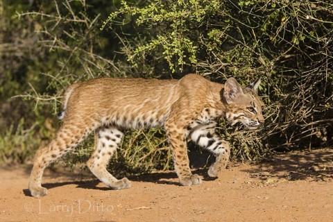 Bobcat headed into brushy cover