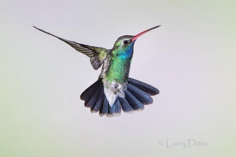 Broad-billed Hummingbird, male in flight, Az.