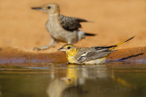 Female Bullock's oriole bathing while a young golden-fronted woodpecker waits its turn in the pond.