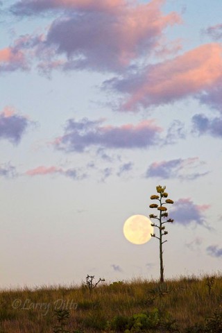 Full moon and agave