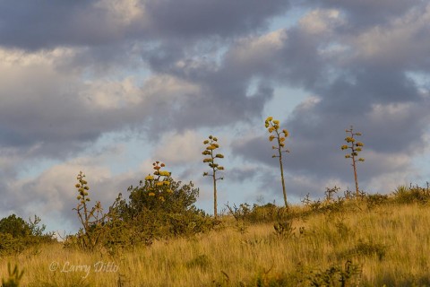 Agaves in bloom, Davis Mountains, Tx