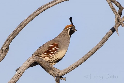 Gambel's Quail male perched in dead willow