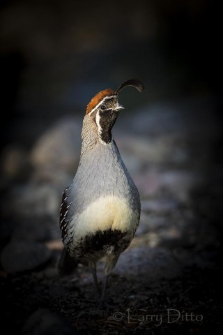 Gambel's Quail stand in shaded brush with evening sunlight streaming through.