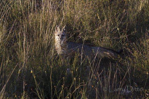 Gray Fox in grassland, Davis Mts, Texas