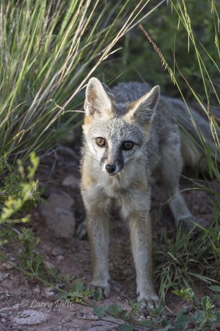 Gray Fox, Davis Mountains